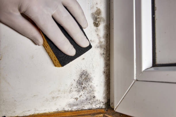 Best Mold Remediation for Rental Properties  in USA